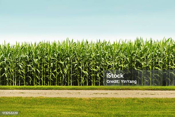 Healthy Corn Crop In Agricultural Field Stock Photo - Download Image Now - Corn - Crop, Corn, Agricultural Field