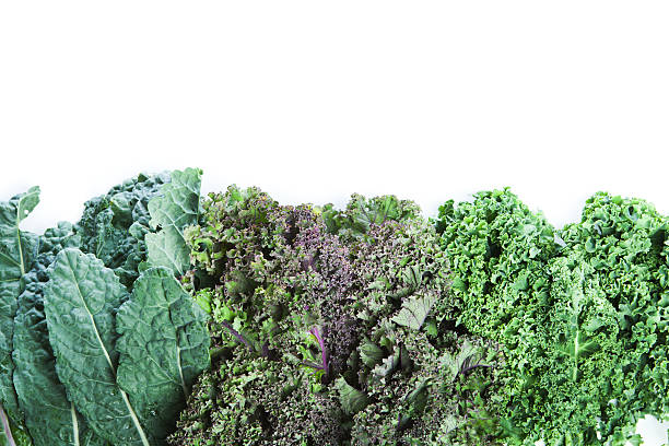 Varieties of Fresh Kale on White Background with Copy Space