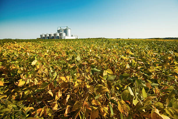 Lush, Fertile Soybean Fields at Sunset