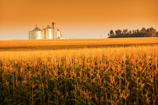 Subject: Storage grain bin silos in a field of matured corn crop in harvest time.