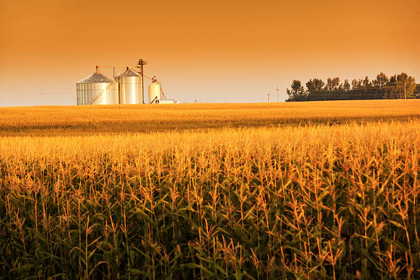 Golden Harvest Sunrise with Corn Field and Grain Bin Silo Subject: Storage grain bin silos in a field of matured corn crop in harvest time. silo photos stock pictures, royalty-free photos & images