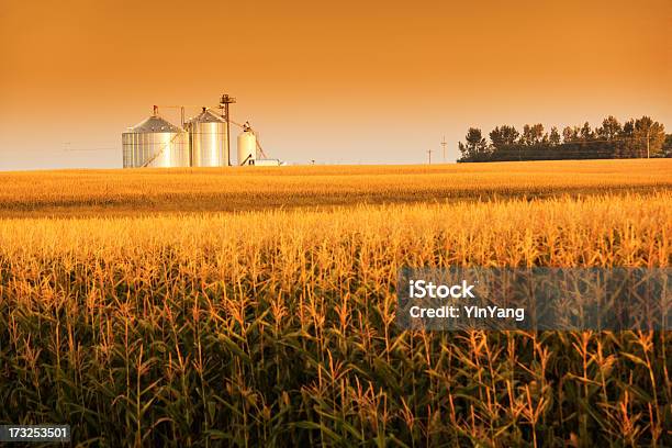 Golden Harvest Sunrise With Corn Field And Grain Bin Silo Stock Photo - Download Image Now
