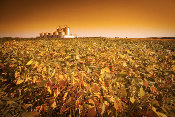 Subject: Storage grain bin silos in a field of matured soybean in harvest time.