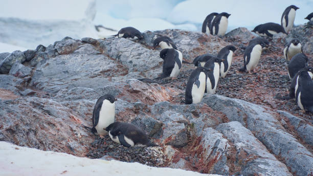 istock antarctic penguins, wildlife, on the rocky ocean shore 1732540416
