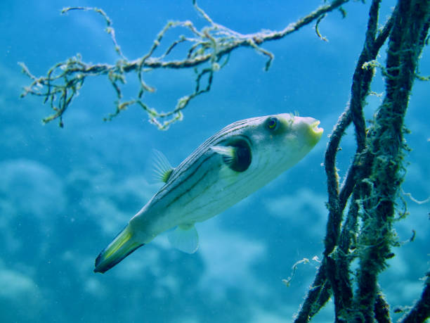 istock A Pufferfish swims next to a rope underwater. 1732544802