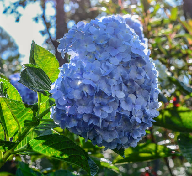 istock Purple blue flower of Bigleaf Hydrangea 1732545324