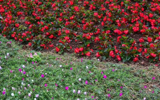 istock Small flowers for decoration 1732552102