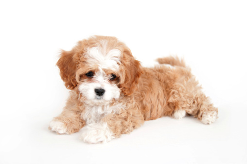 A Cavapoo puppy isolated on white.   Cavapoo is a hybrid of a Cavalier King Charles Spaniel and a Poodle.  They are part of a new trend of dogs called \