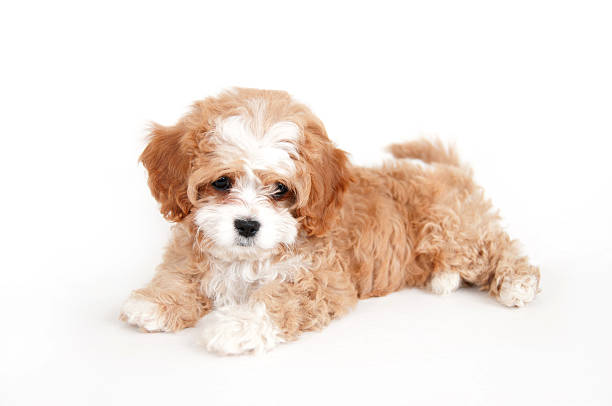 Young brown and white cavapoo puppy stock photo