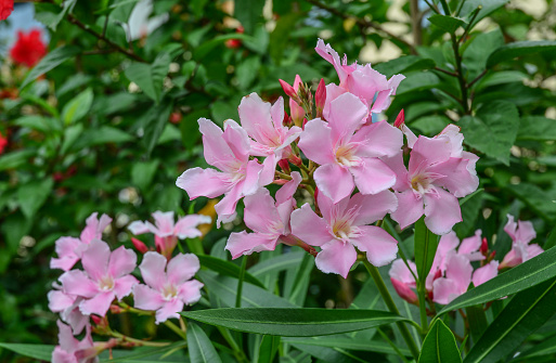 Nerium oleander flowers blooming at sunny day. Oleander is one of the most poisonous commonly grown garden plants.