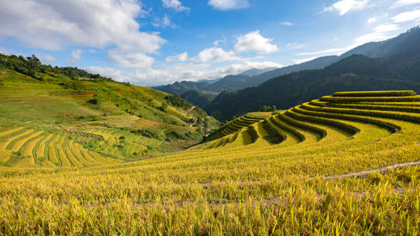 istock Rice terraced fields and  blue cloudy sky in North-Vietnam 1732556440