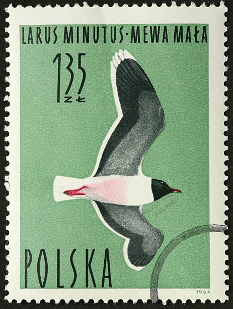 istock Larus minutus, (little gull) on a Polish stamp 173255921