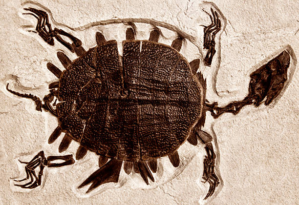 Ancient Turtle Fossil Turtle Fossil prehistoric turtle stock pictures, royalty-free photos & images