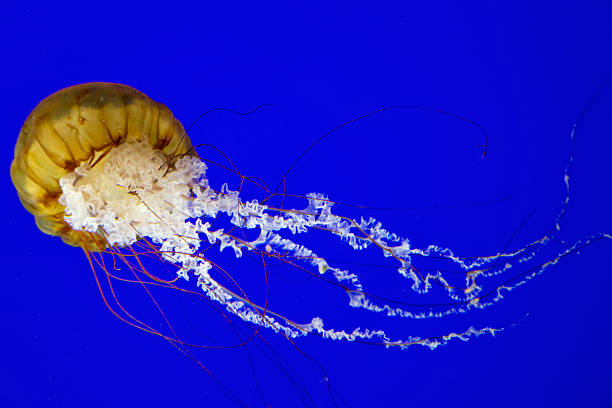 West Coast Sea Nettle Jellyfish