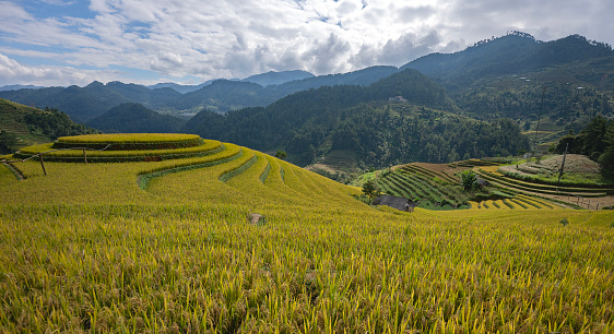 Landscape with green and yellow rice terraced fields and  blue cloudy sky near Mu Cang Chai, Yen Bai province,North-Vietnam