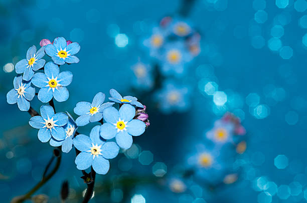 não s'esqueça-me flores sobre um fundo azul - miosótis imagens e fotografias de stock