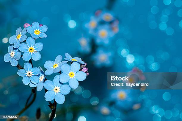 Não Sesqueçame Flores Sobre Um Fundo Azul - Fotografias de stock e mais imagens de Flor - Flor, Miosótis, Azul