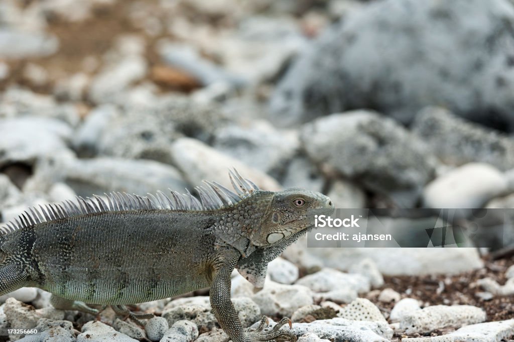 iguana sentado no rocks - Royalty-free Animal Foto de stock