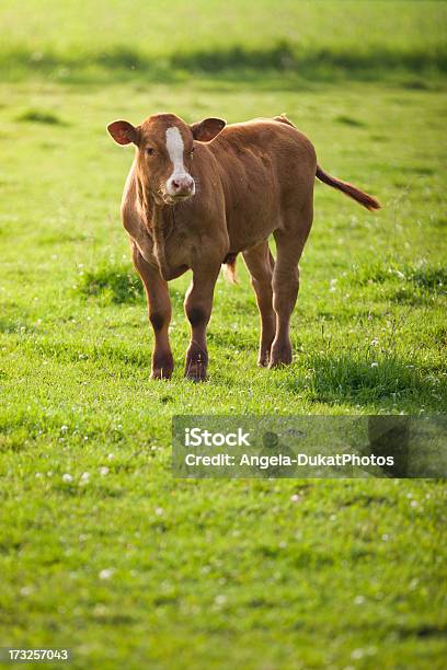 Foto de Filhote De Touro Em Pé Em Campo e mais fotos de stock de Grama - Grama, Vitela, Agricultura