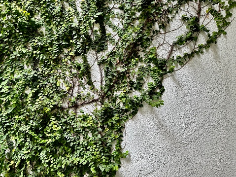 Photo of vines on the white wall