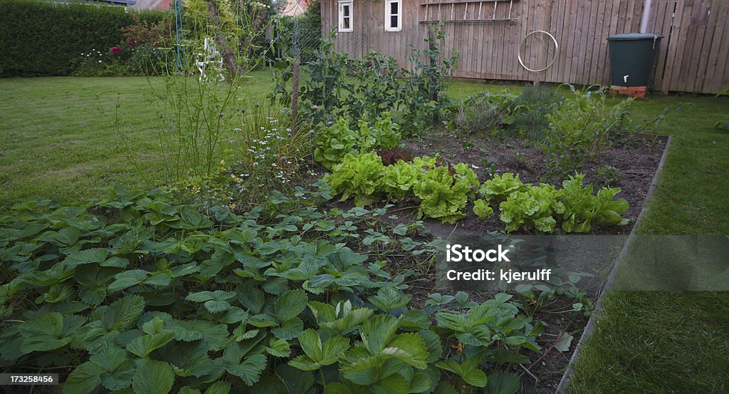 Kitchen Garten - Lizenzfrei Blatt - Pflanzenbestandteile Stock-Foto