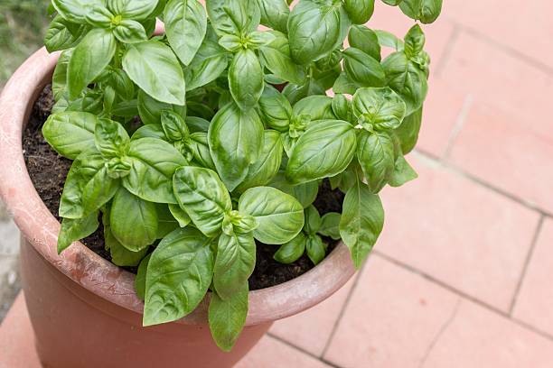Basil Plant stock photo