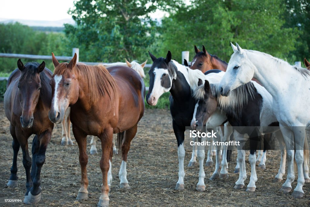 Curioso Ranch cavalli nel Recinto per bestiame - Foto stock royalty-free di Cavallo baio