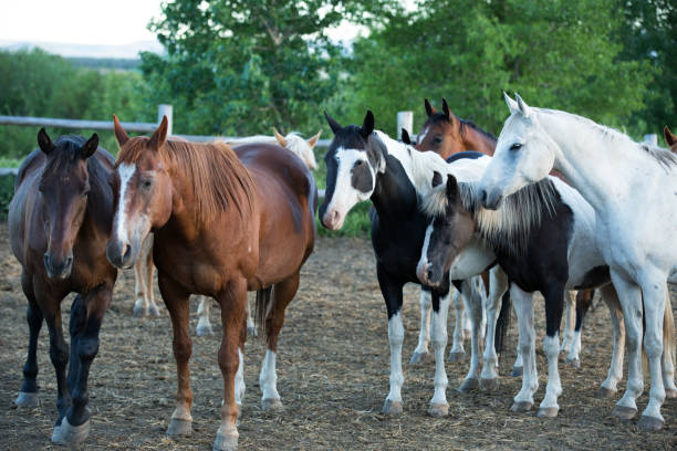 istock Curious Ranch Horses in Corral 173259194