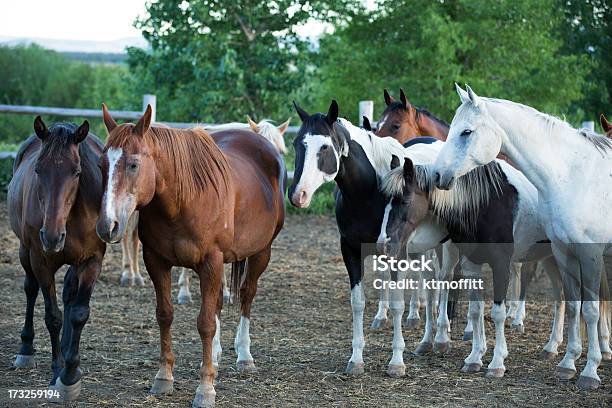 Curioso Fazenda De Cavalos No Redil - Fotografias de stock e mais imagens de Baio - Baio, Paint Horse, Animal Doméstico