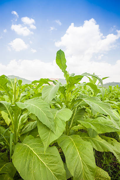 istock tobacco field 173259223