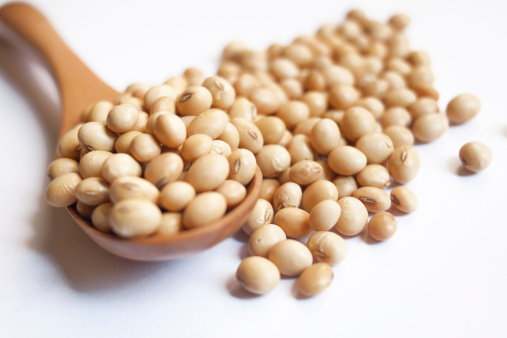 The soybean (US) or soya bean (UK) is a species of legume native to East Asia, widely grown for its edible bean which has numerous uses.