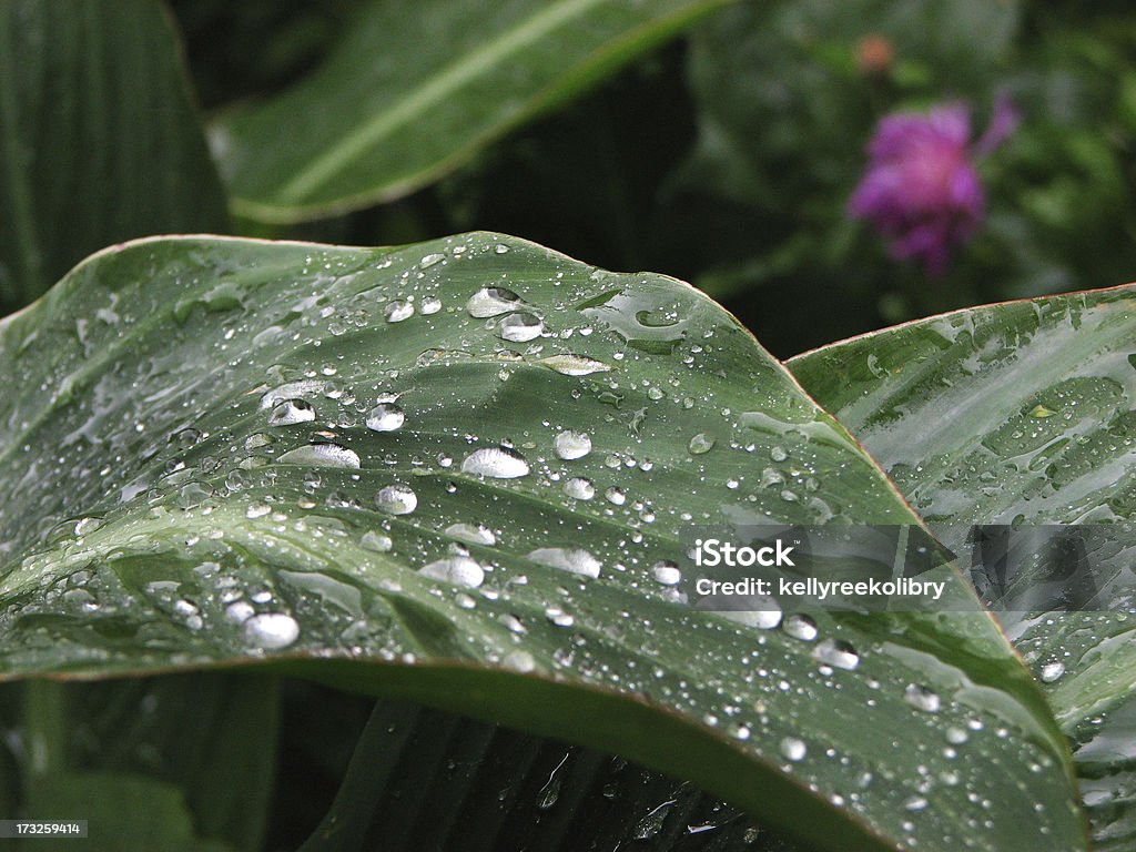 Gouttes de pluie sur une feuille - Photo de Beauté libre de droits