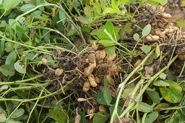 istock Peanut plants pulled out of dirt showing nuts attached. 173259422