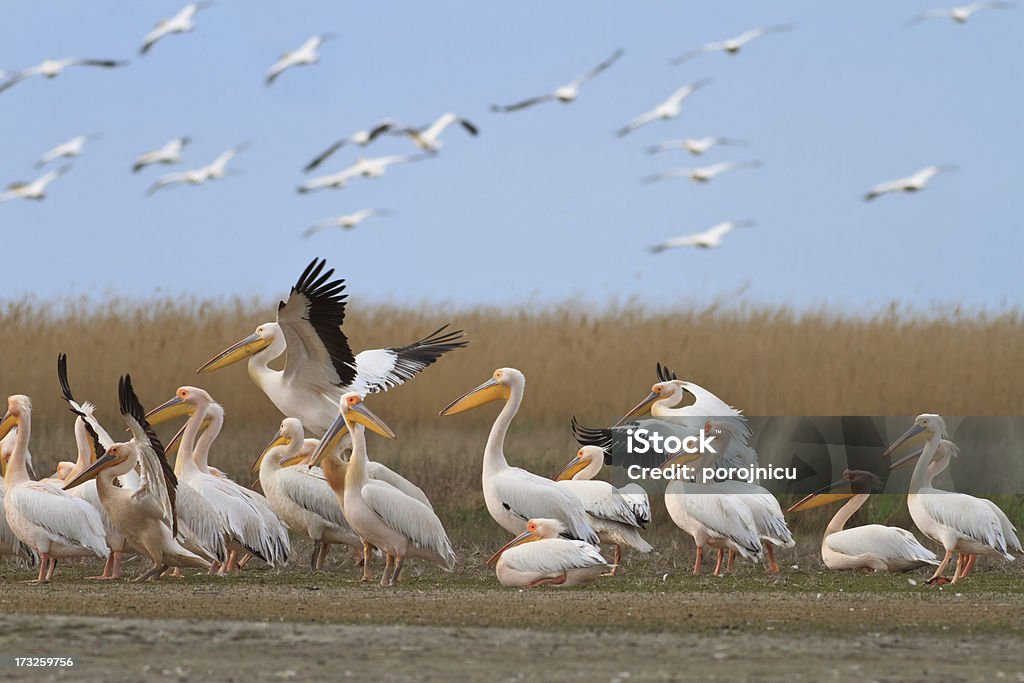 Белый pelicans (pelecanus onocrotalus) - Стоковые фото Вода роялти-фри