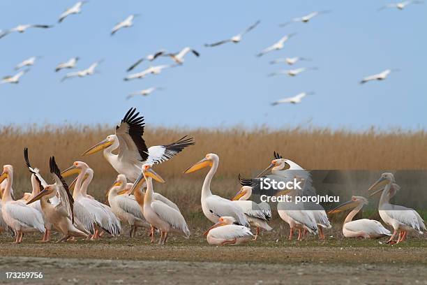 Белый Pelicans — стоковые фотографии и другие картинки Вода - Вода, Горизонтальный, Дельта