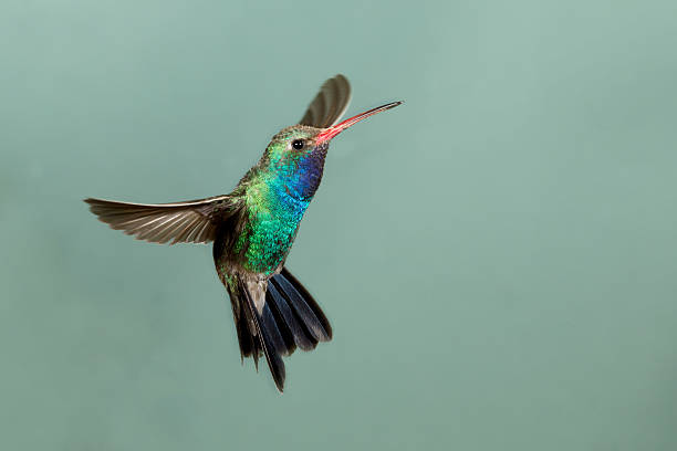 istock Male Broad-billed Hummingbird in flight 173259878