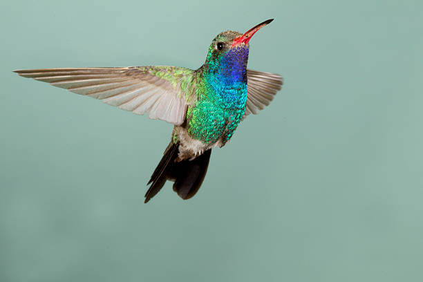 istock Male Broad-billed Hummingbird in flight 173259884