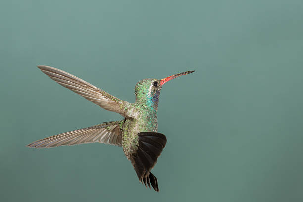 istock Male Broad-billed Hummingbird 173259896