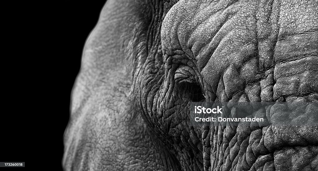 Elefant in Nahaufnahme - Lizenzfrei Schwarzer Hintergrund Stock-Foto