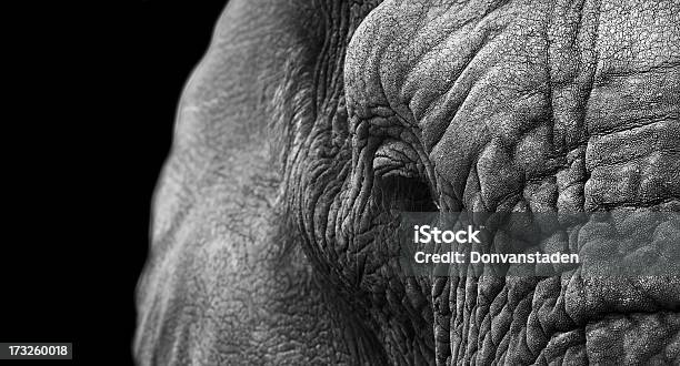 Elefant In Nahaufnahme Stockfoto und mehr Bilder von Schwarzer Hintergrund - Schwarzer Hintergrund, Elefant, Tier