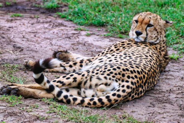 istock Close up of Cheetah 1732600808