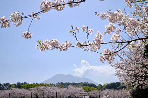 Yoshino Park where cute cherry blossoms bloom