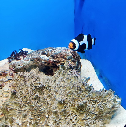 saddleback is swimming with coral in the aquarium.