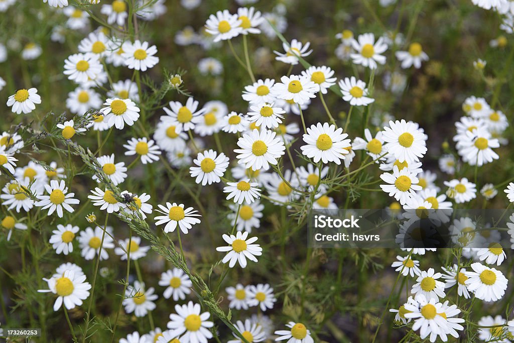 Camomile (Matricaria chamomilla) - Foto de stock de Aire libre libre de derechos