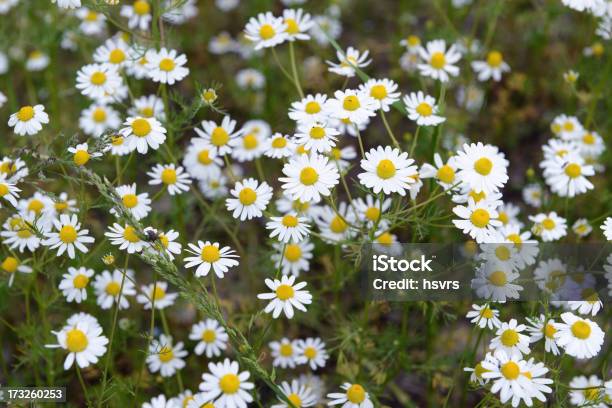 Camomile Foto de stock y más banco de imágenes de Aire libre - Aire libre, Amarillo - Color, Blanco - Color