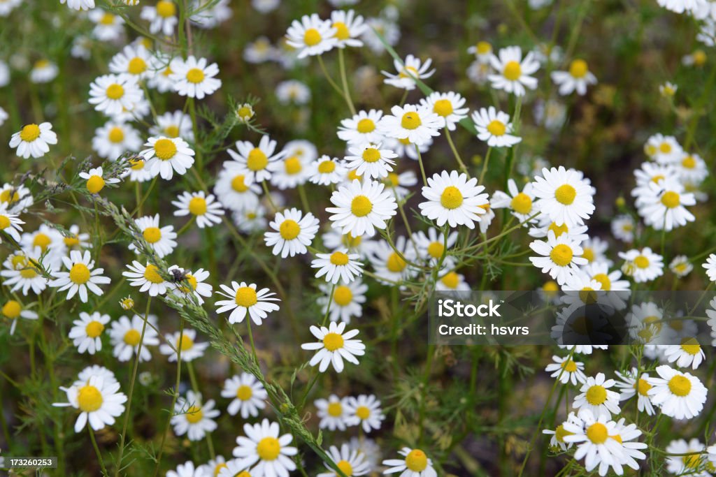 Camomile (Matricaria chamomilla) - Стоковые фото Астровые роялти-фри