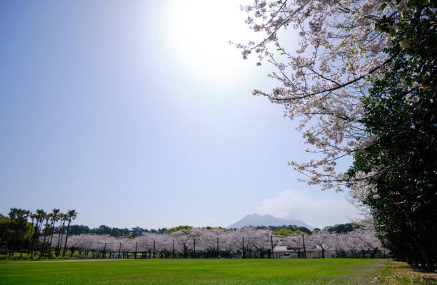 istock Yoshino Park in Kagoshima with cherry blossoms in full bloom 1732603146