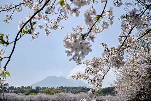 Beautiful natural scenery of Yoshino Park surrounded by cherry blossoms