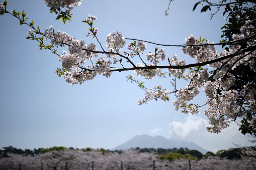 Scenery of Sakurajima in March