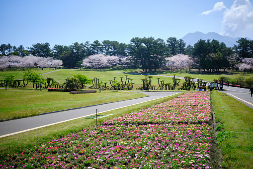 Spring scenery of Yoshino Park with daisies and cherry blossoms blooming